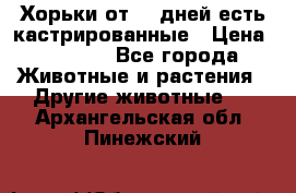   Хорьки от 35 дней есть кастрированные › Цена ­ 2 000 - Все города Животные и растения » Другие животные   . Архангельская обл.,Пинежский 